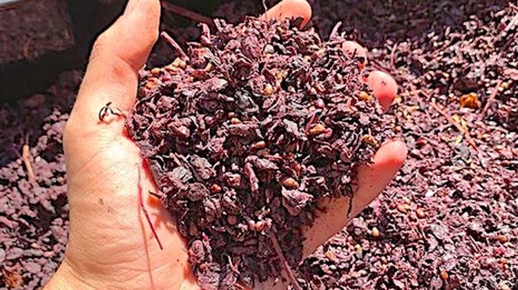 INSOLITE – Du « cuir » en marc de raisin et bio-polymères
